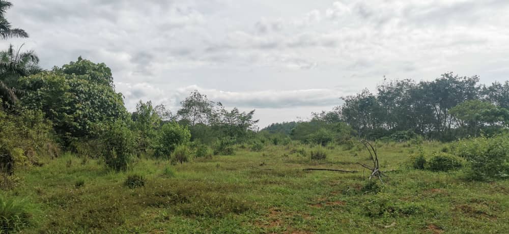 tamahuntukdijual-SungaiSiput--0008