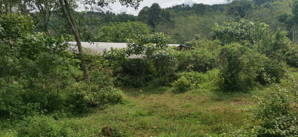 tamahuntukdijual-SungaiSiput--0009