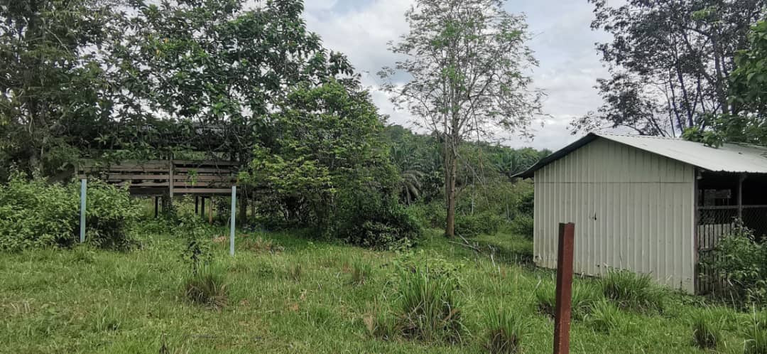 tamahuntukdijual-SungaiSiput--0010
