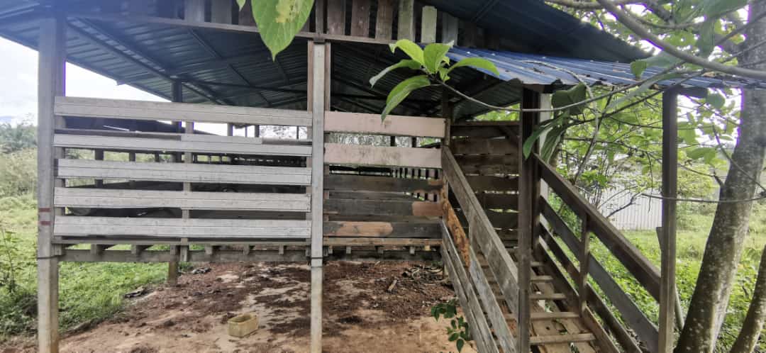 tamahuntukdijual-SungaiSiput--0013