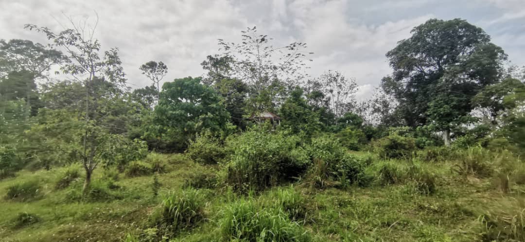 tamahuntukdijual-SungaiSiput--0014