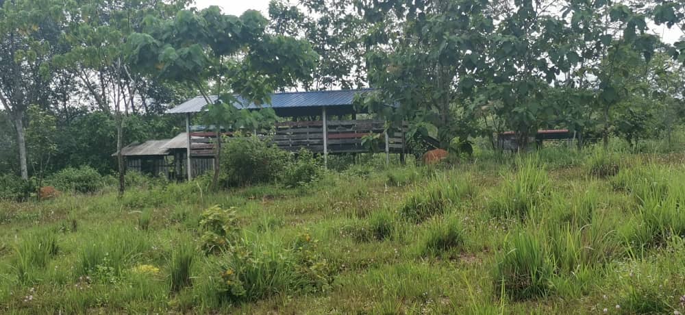 tamahuntukdijual-SungaiSiput--0015