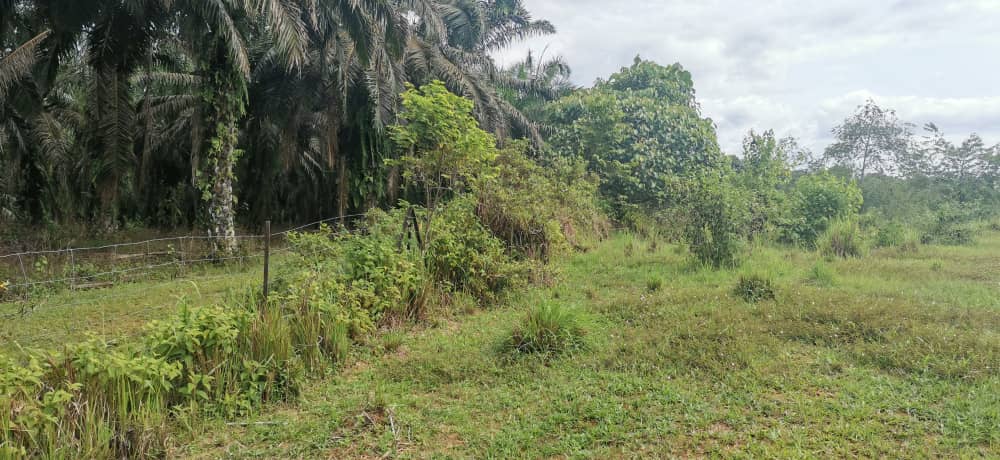 tamahuntukdijual-SungaiSiput--0016