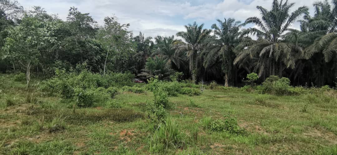 tamahuntukdijual-SungaiSiput--0017