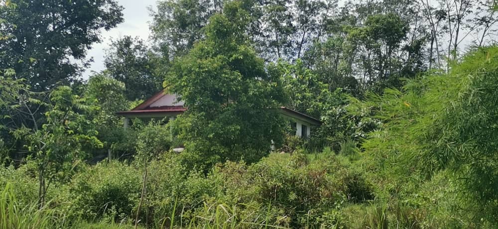 tamahuntukdijual-SungaiSiput--0018