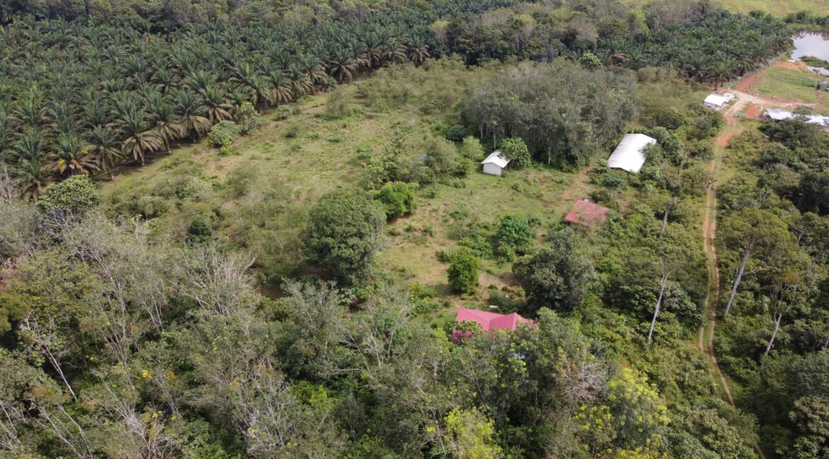 tamahuntukdijual-SungaiSiput--0019