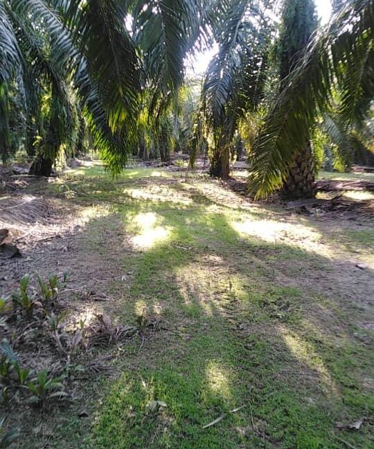 tanahuntukdijual-ejenhartanahperak-01