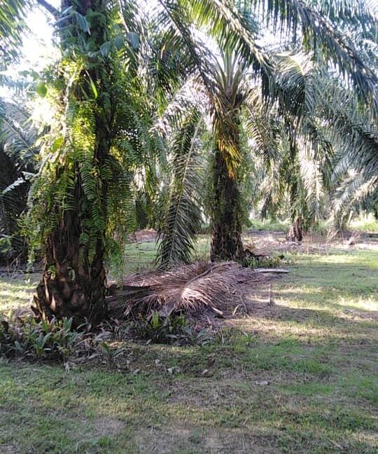 Tanah Pertanian 2 Ekar Untuk Dijual Di Matang
