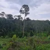Tanah untuk dijual di Sungai Siput