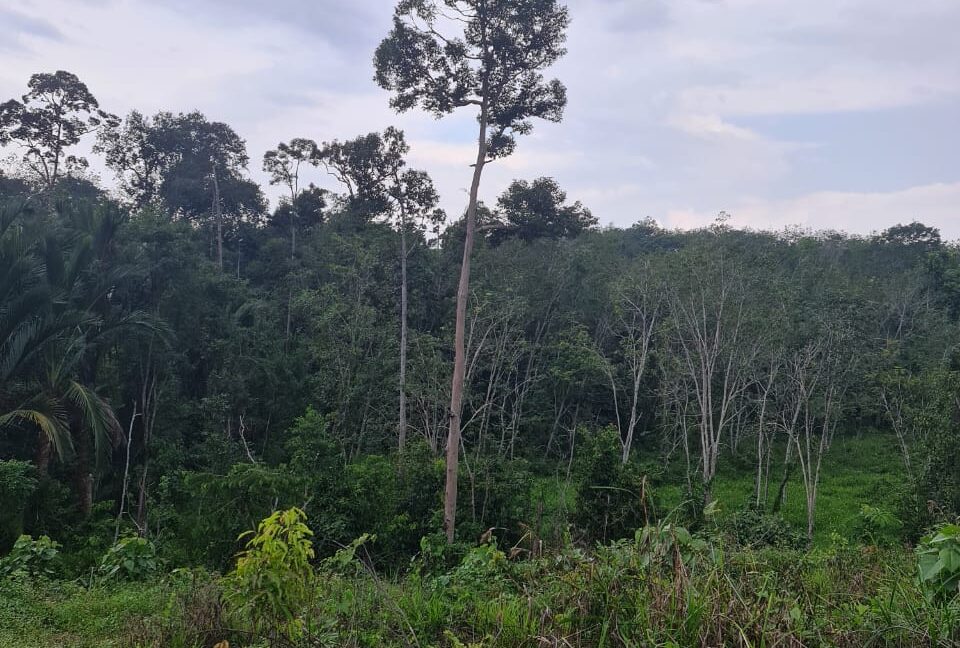 Tanah untuk dijual di Sungai Siput