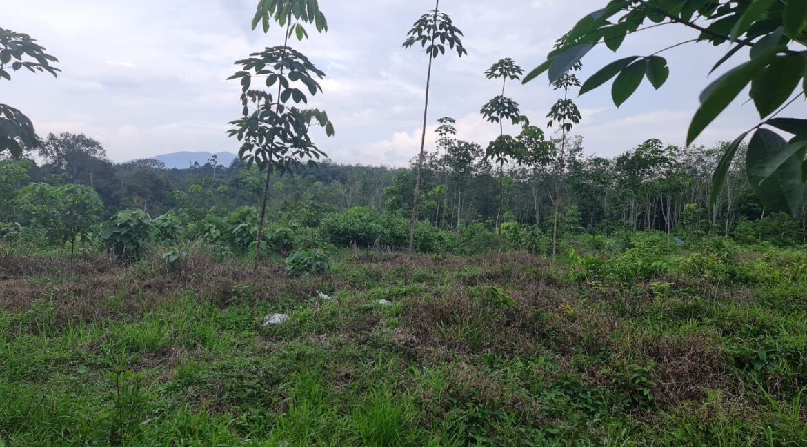 tanahuntukdijual-sungaisiput-hartanahdiperak-06