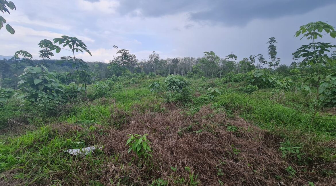 tanahuntukdijual-sungaisiput-hartanahdiperak-07
