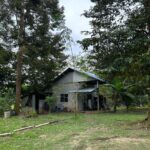 Tanah Kebun Durian dan Rumah di Batu Kurau untuk Dijual