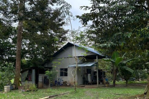 Tanah Kebun Durian dan Rumah di Batu Kurau untuk Dijual