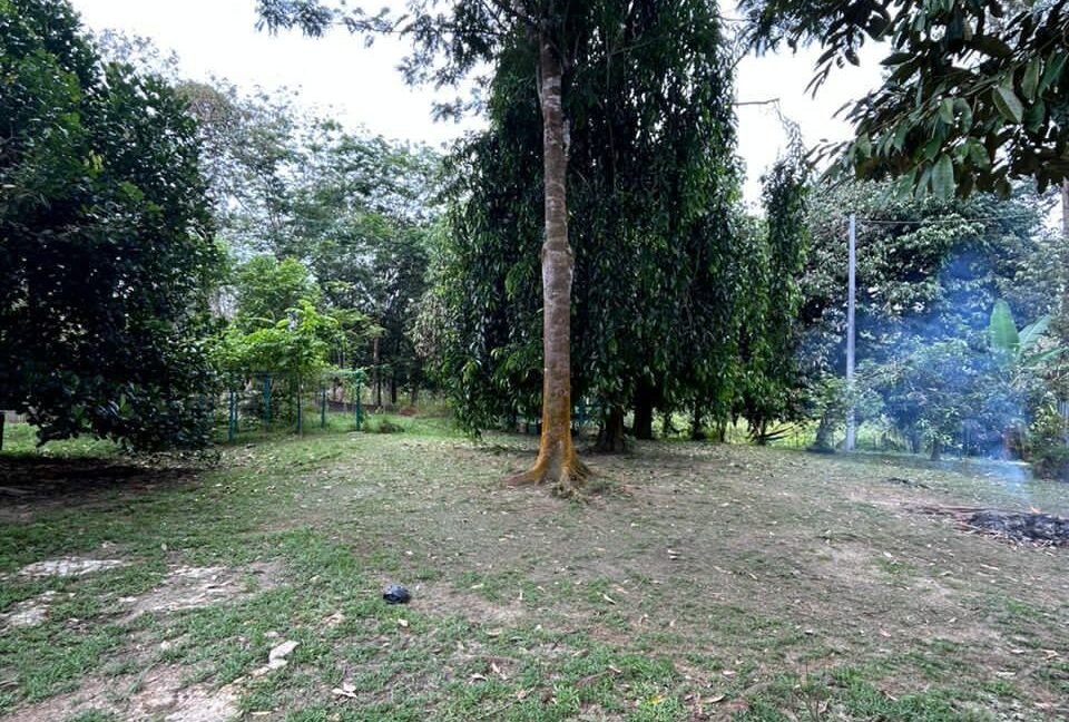 tanahkebundurian-rumah-batukurau-utkdijual-03