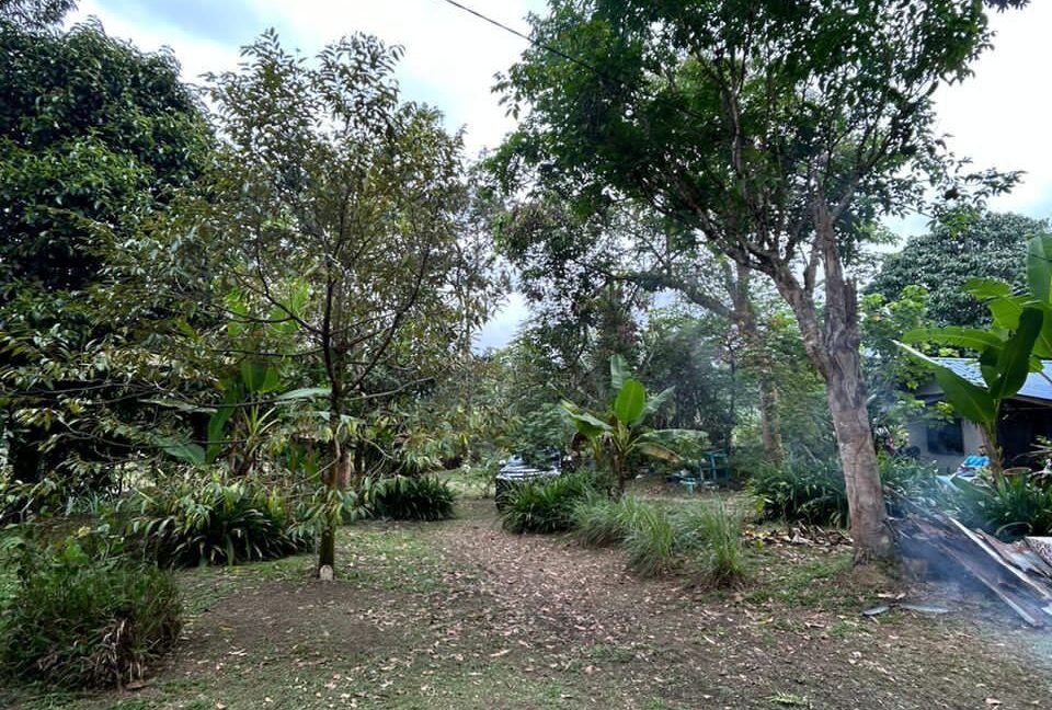 tanahkebundurian-rumah-batukurau-utkdijual-04