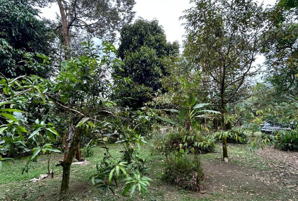 tanahkebundurian-rumah-batukurau-utkdijual-05