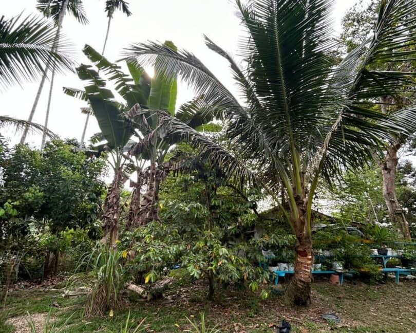 tanahkebundurian-rumah-batukurau-utkdijual-06