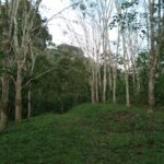 Tanah Pertanian Getah untuk dijual di Suak Salak, Kuala Kangsar, Perak.