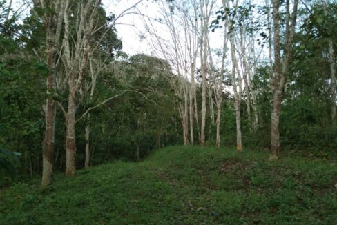 Tanah Pertanian Getah untuk dijual di Suak Salak, Kuala Kangsar, Perak.