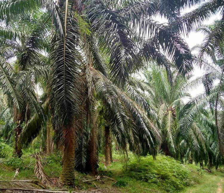 tanahpertanianutnukdijual-parit-perak-01