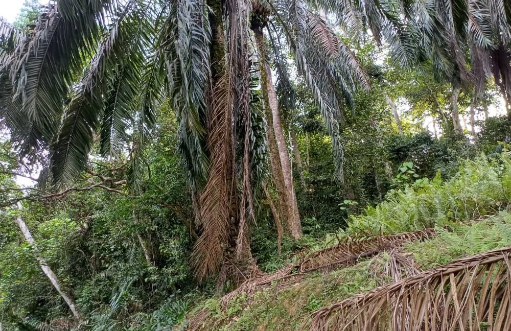 tanahpertanian-untukdijual-sungaiselisik-ulubernam-04