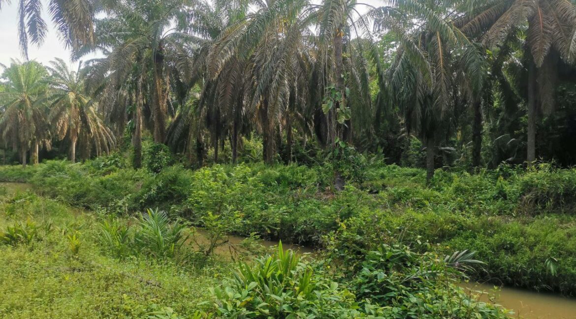 tanahpertanian-untukdijual-sungaiselisik-ulubernam-06