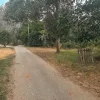 Tanah Getah Untuk Dijual Di Kampung Temin, Sungai Siput