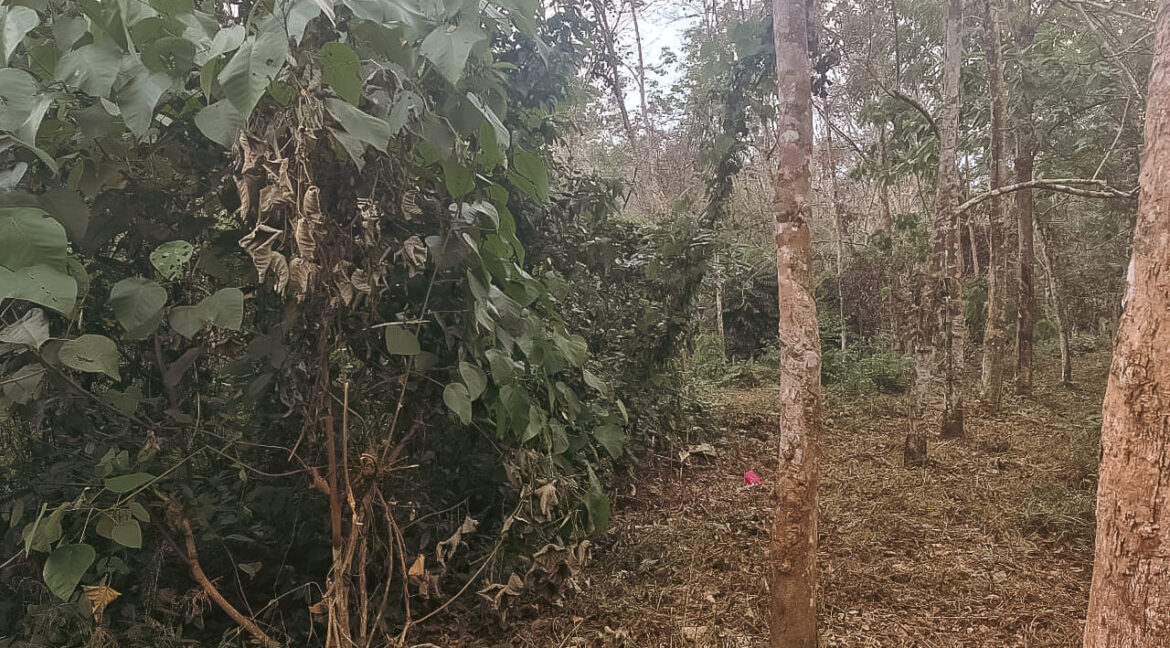 tanah-getah-untuk-dijual-kampung-temin-sungai-siput-03