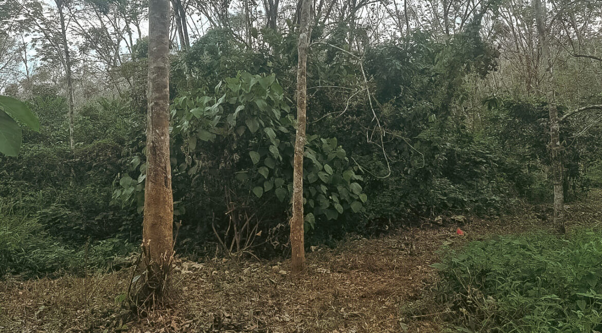 tanah-getah-untuk-dijual-kampung-temin-sungai-siput-04