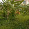 Tanah Lot Kediaman Untuk Dijual Di Kampung Murni, Taiping.