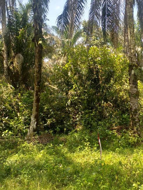 tanah-pertanian-untuk-dijual-chenderong-balai-03