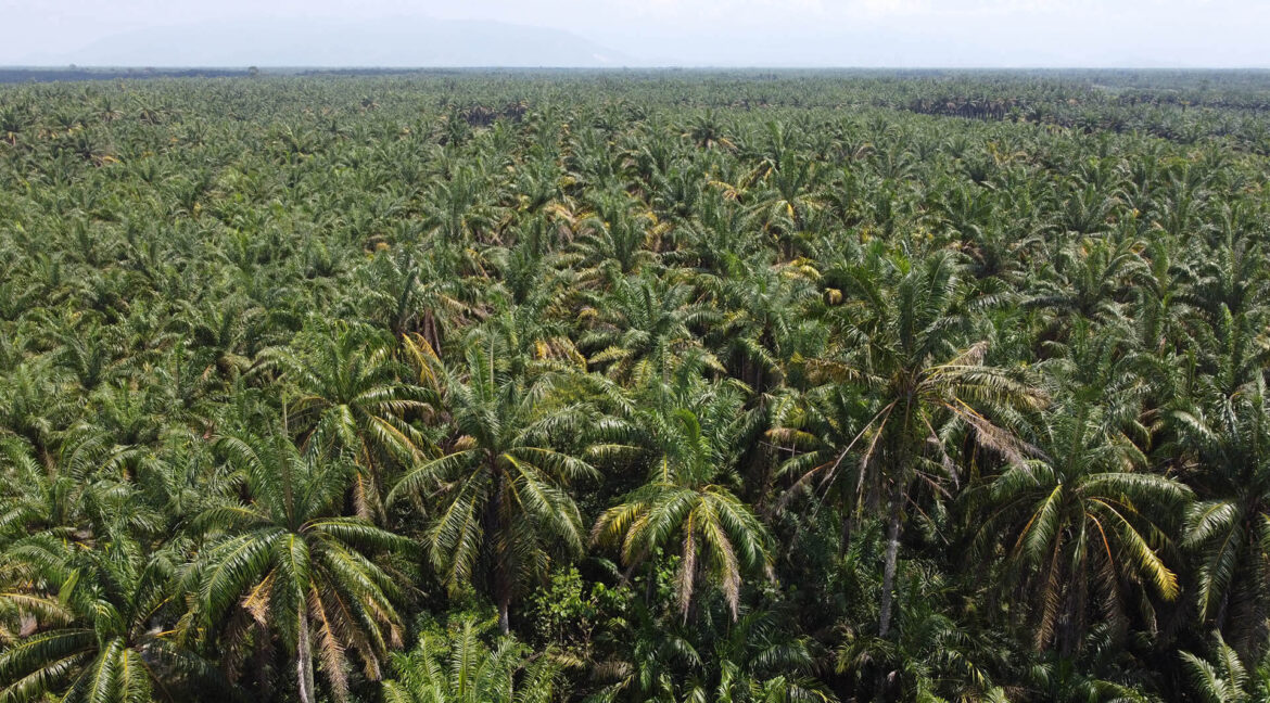 tanah-pertanian-untuk-dijual-chenderong-balai-06