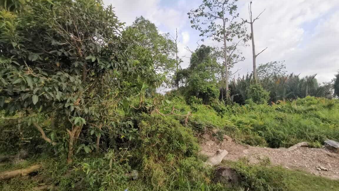 tanah-pertanian-untuk-dijual-bagan-serai-06