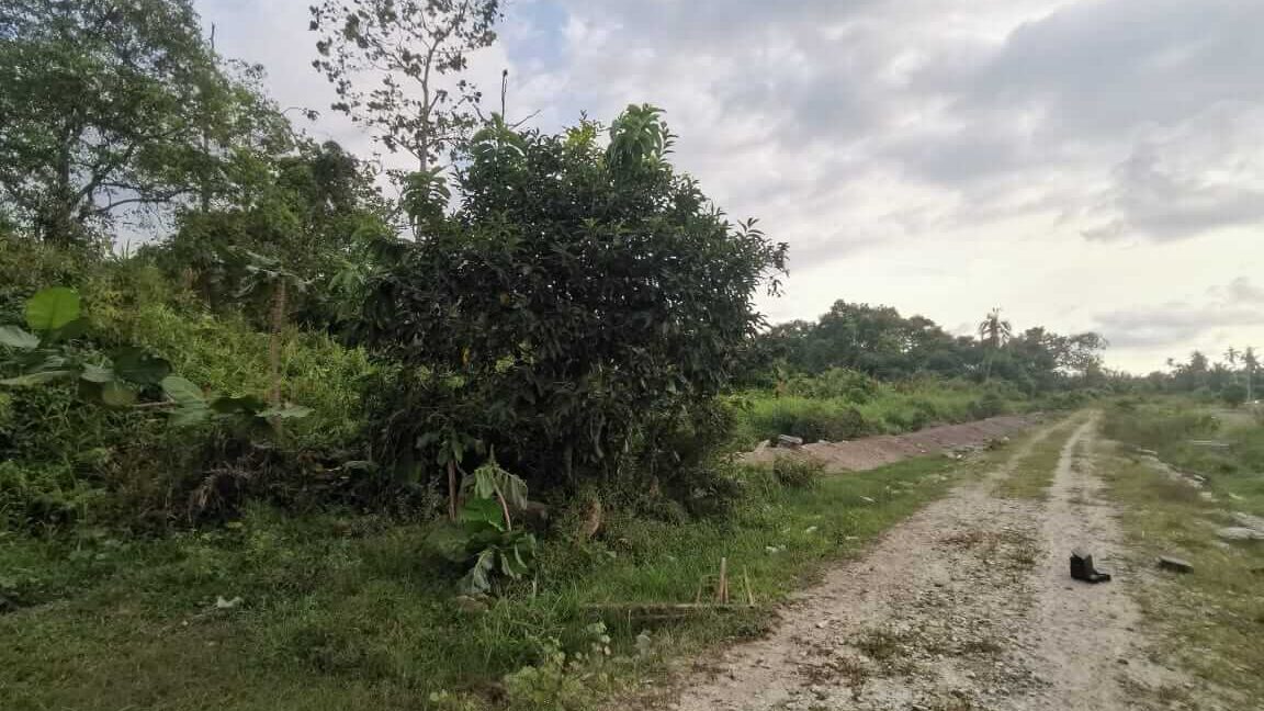 tanah-pertanian-untuk-dijual-bagan-serai-10