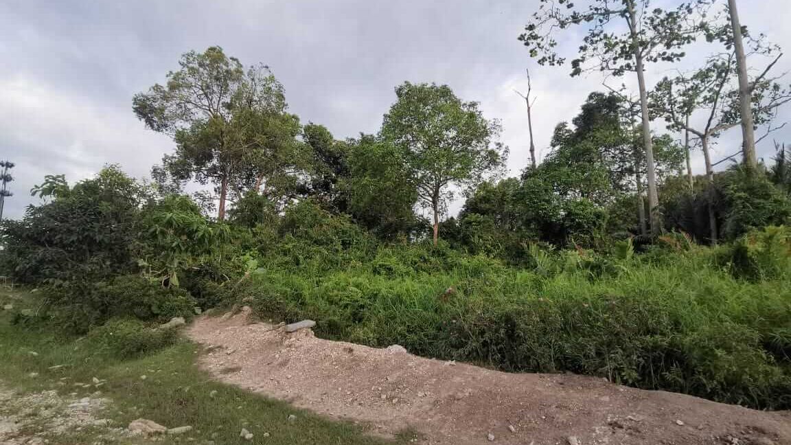 tanah-pertanian-untuk-dijual-bagan-serai-11