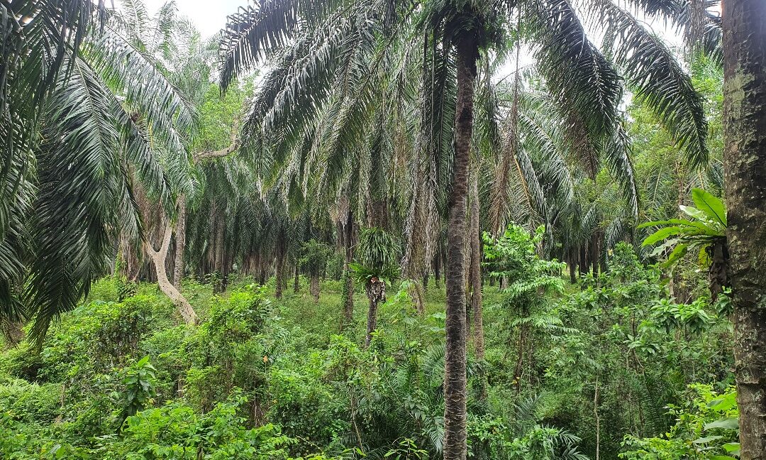 53-367-ekar-tanah-kelapa-sawit-untuk-dijual-di-kuala-kangsar-02