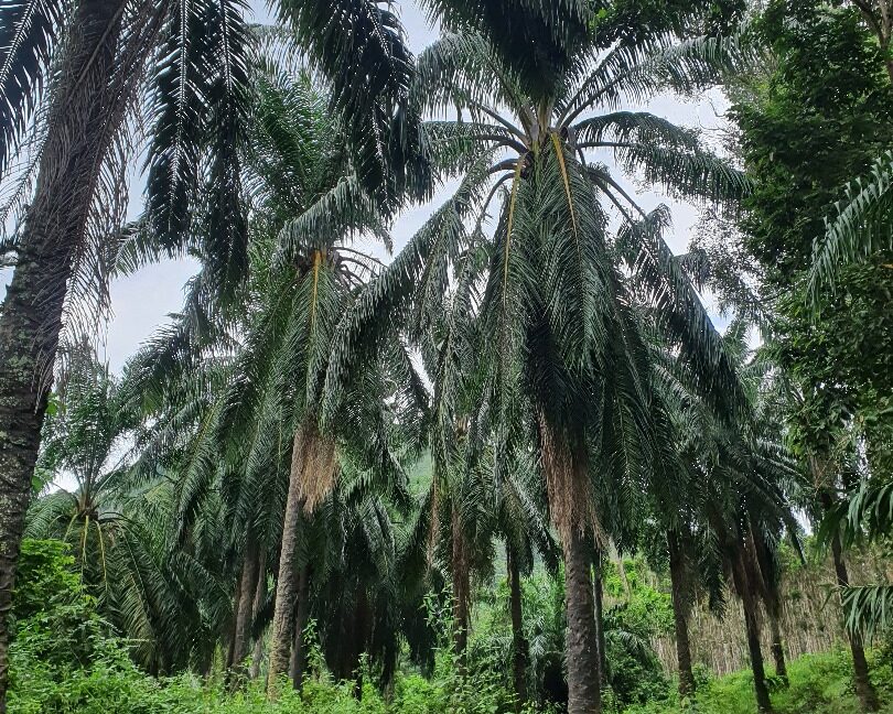 53-367-ekar-tanah-kelapa-sawit-untuk-dijual-di-kuala-kangsar-03