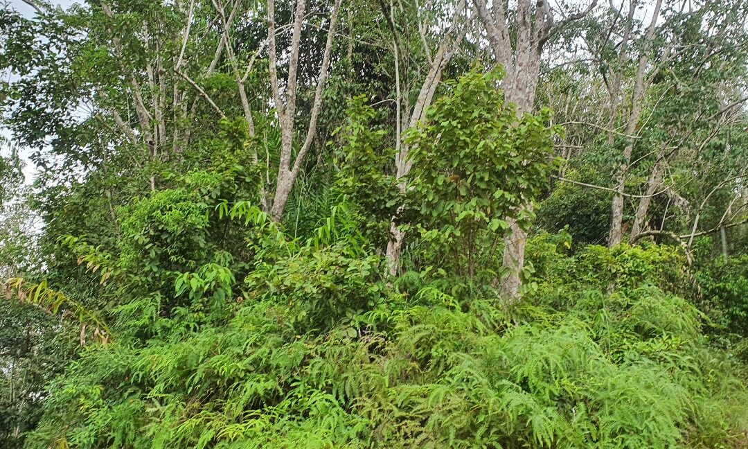 53-367-ekar-tanah-kelapa-sawit-untuk-dijual-di-kuala-kangsar-04