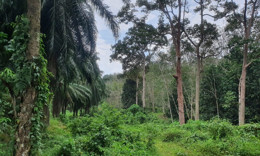 53-367-ekar-tanah-kelapa-sawit-untuk-dijual-di-kuala-kangsar-05