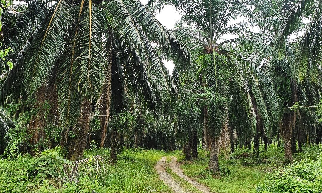 53-367-ekar-tanah-kelapa-sawit-untuk-dijual-di-kuala-kangsar-07