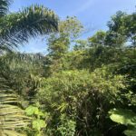 Tanah Pertanian Tepi Highway Untuk Dijual Di Kuala Kangsar