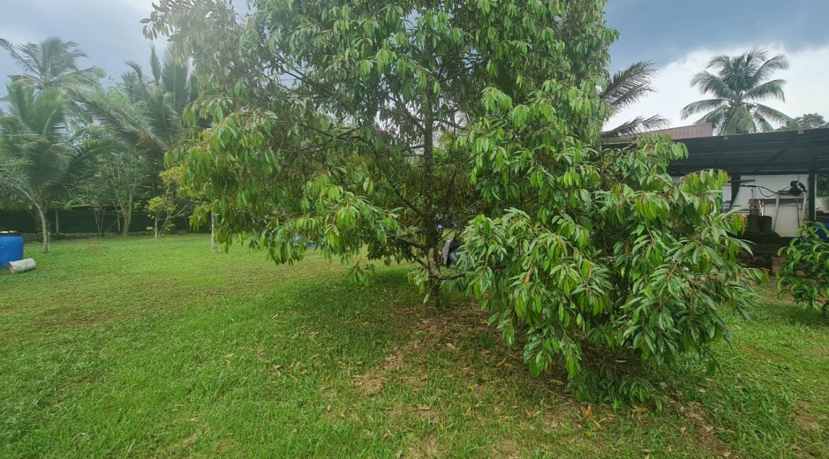 dusun-durian-dan-banglo-untuk-dijual-di-utp-seri-iskandar-11