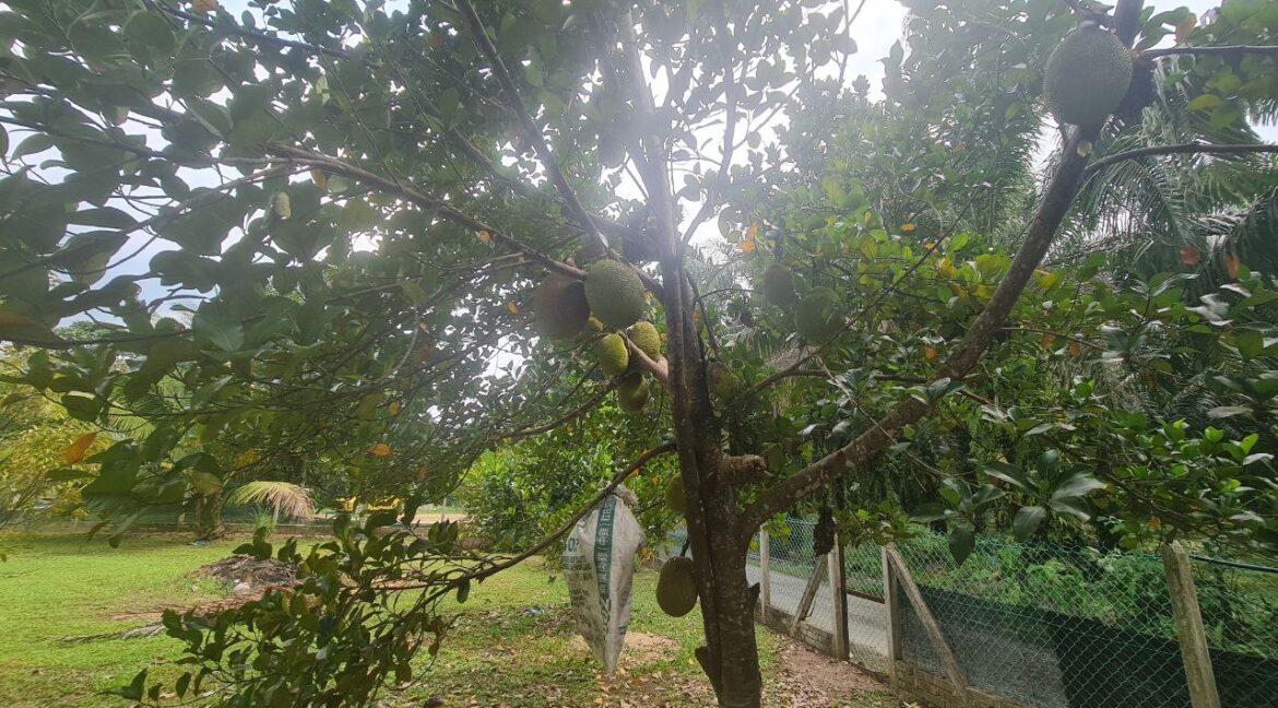 dusun-durian-dan-banglo-untuk-dijual-di-utp-seri-iskandar-14