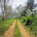 [FREEHOLD] Tanah Pertanian 3.5 Ekar untuk dijual Sungai Siput