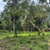 Tanah Dusun untuk dijual di Kampung Sahom, Kampar