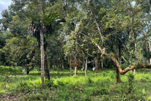 Tanah Dusun untuk dijual di Kampung Sahom, Kampar