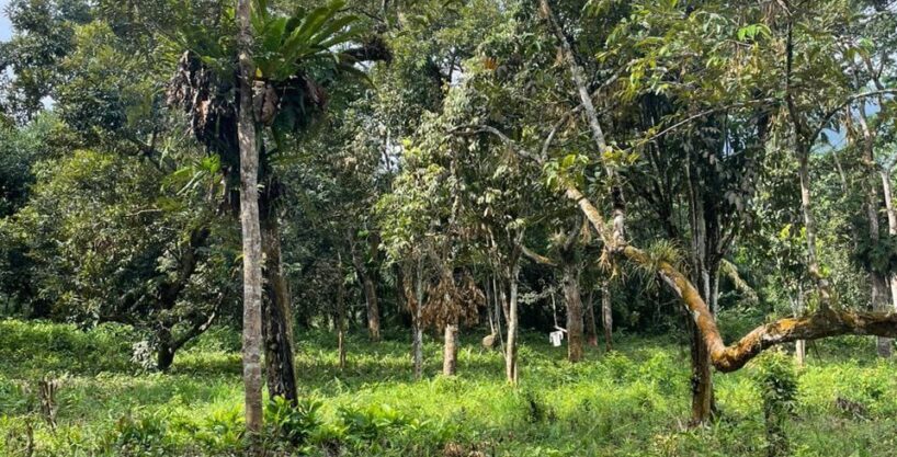 Tanah Dusun untuk dijual di Kampung Sahom, Kampar
