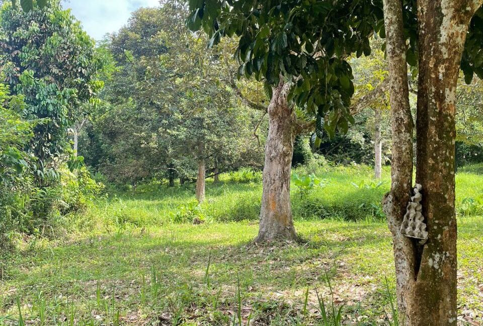tanah-dusun-untuk-dijual-di-kampung-sahom-kampar-04