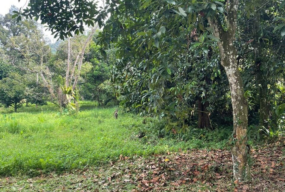 tanah-dusun-untuk-dijual-di-kampung-sahom-kampar-05